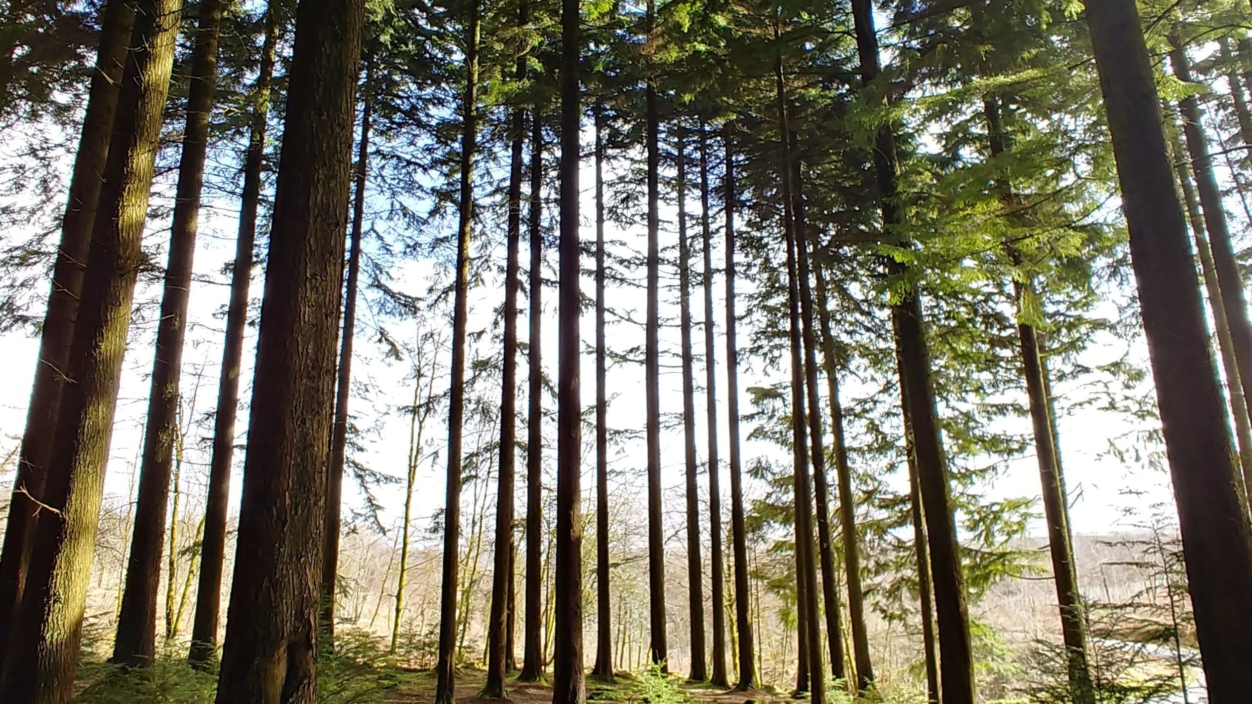 Abbeyford wood trees in okehampton