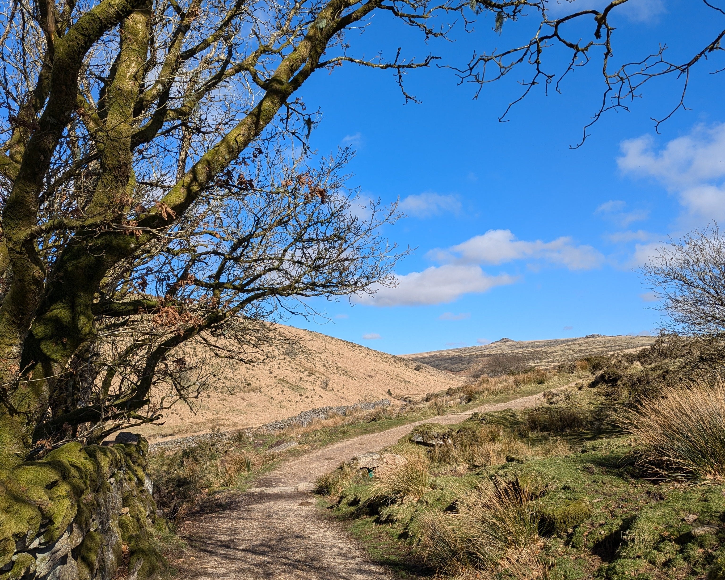 scenic view of path leading to wistmans woods devon