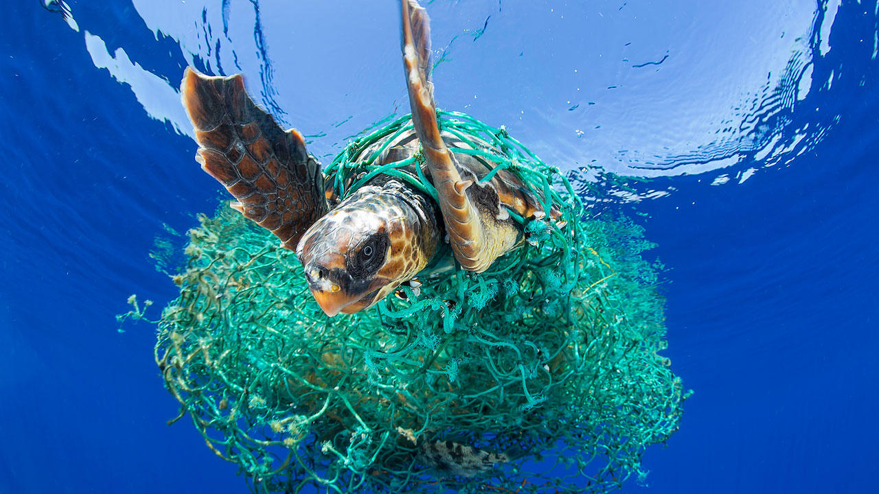 Turtle caught in loose fishing net