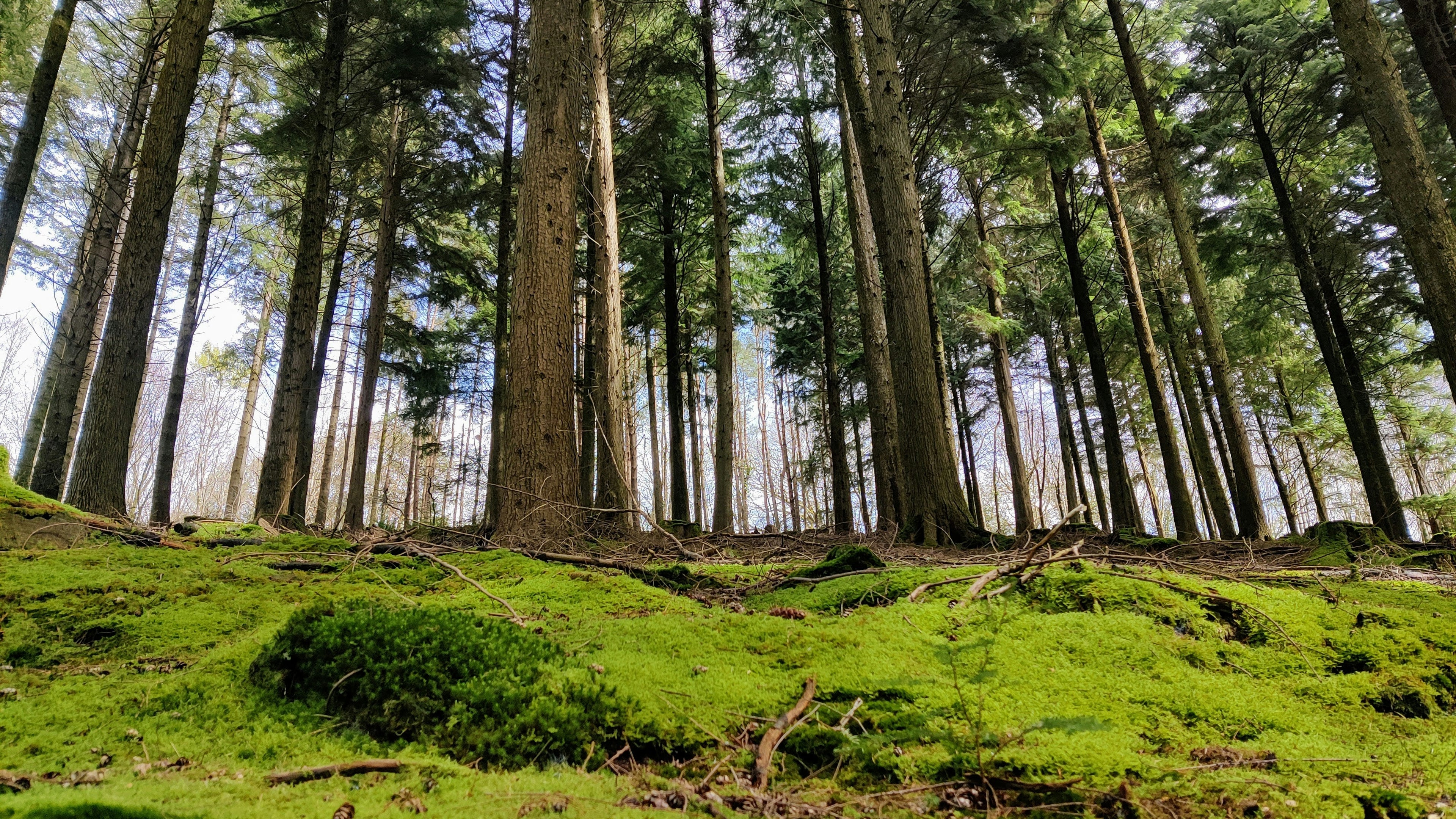 devon woodland trees