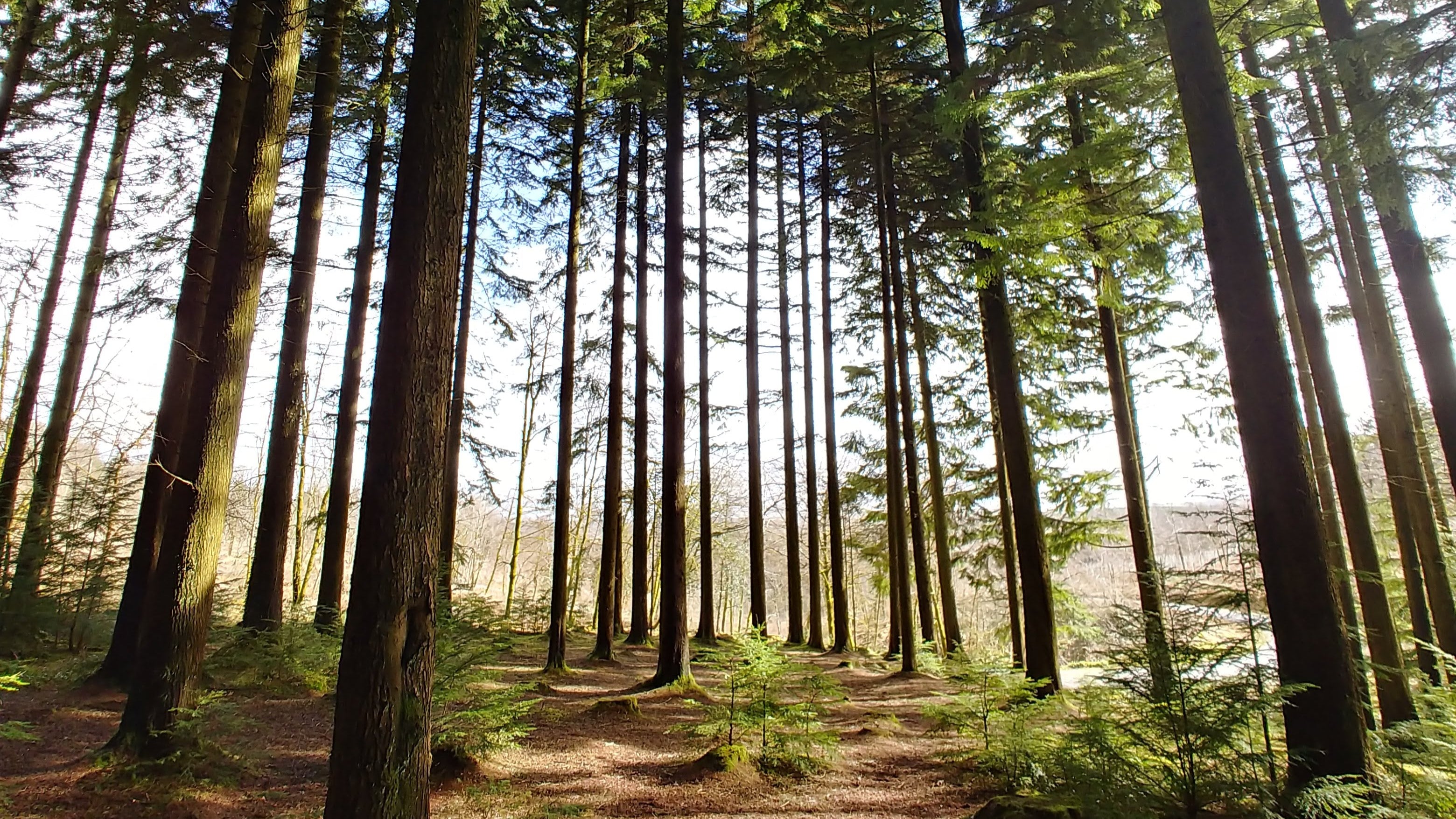 Abbeyford wood trees in okehampton