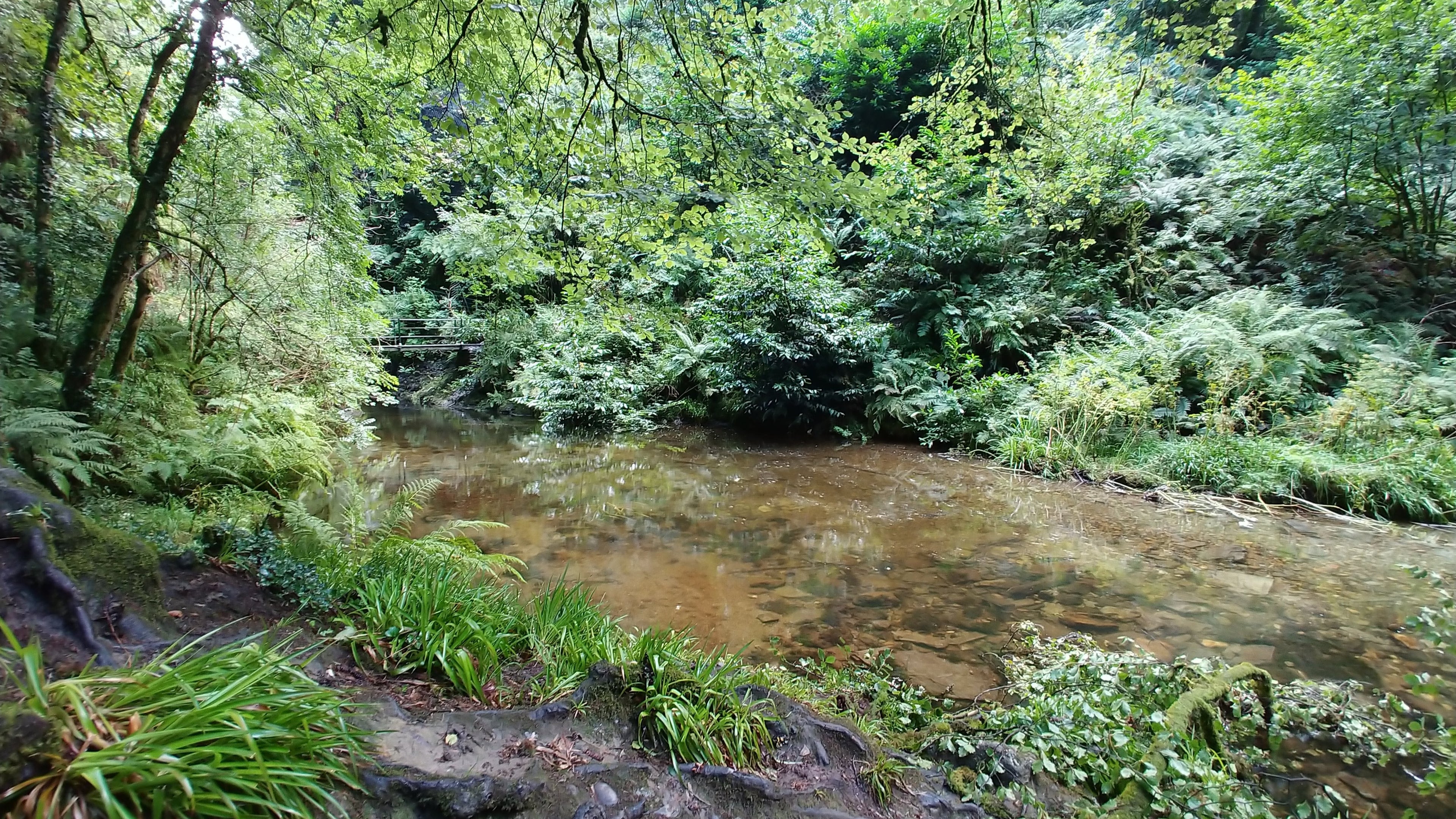 Lydford wood national trust devon river