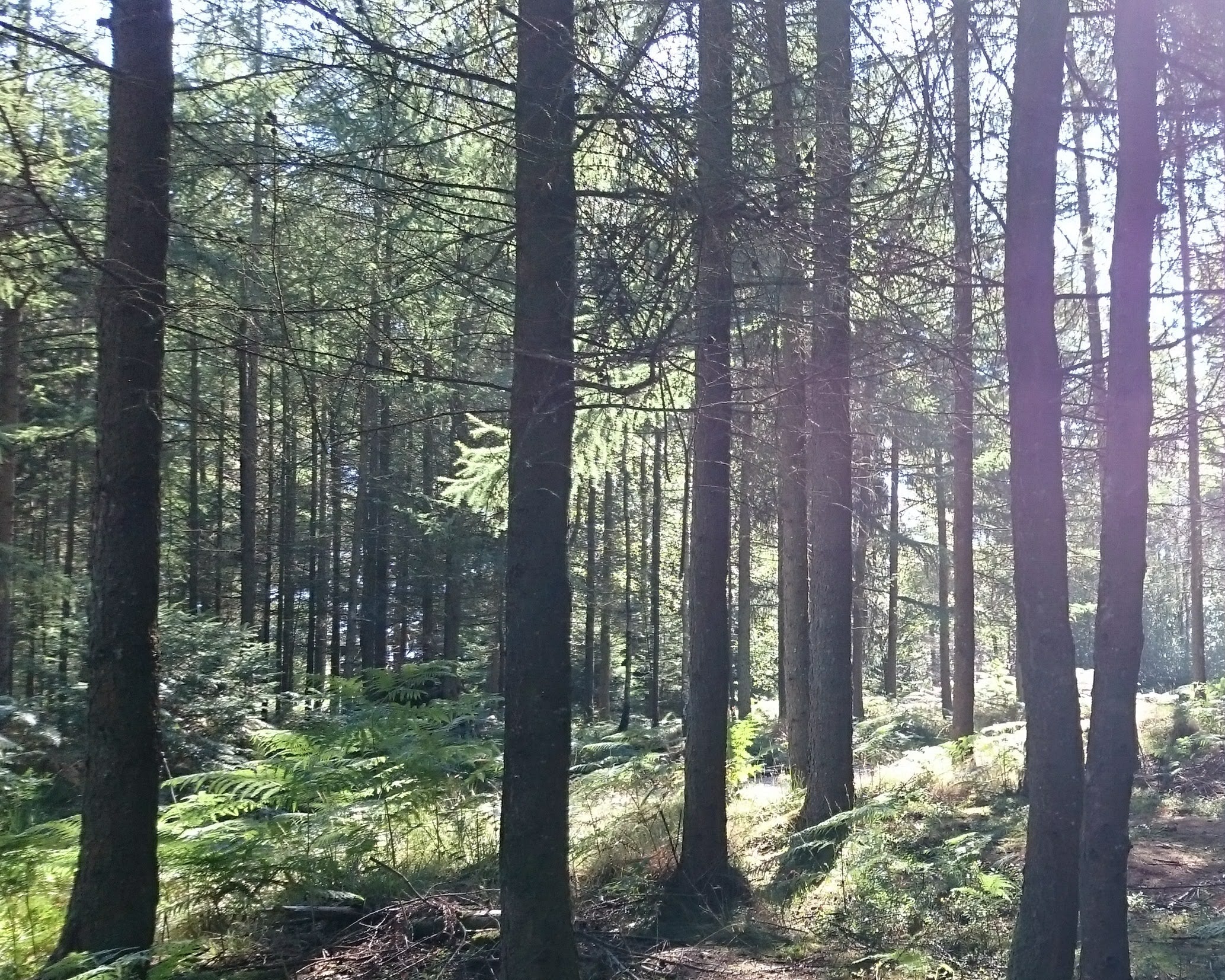 Haldon forest devon