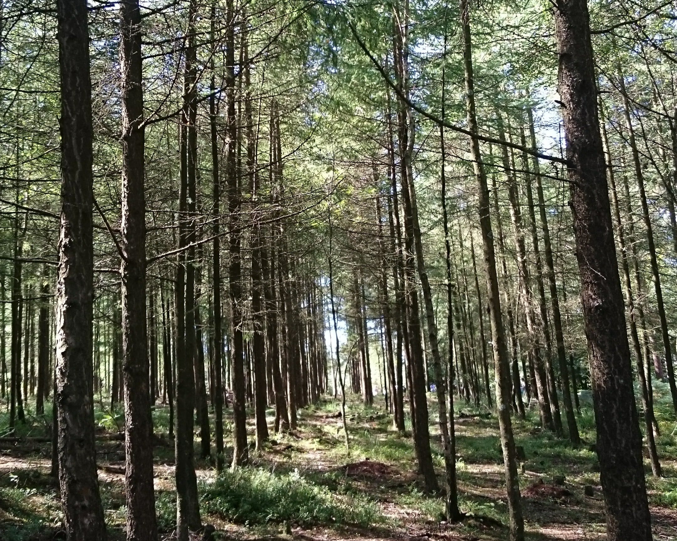 Haldon forest trees devon