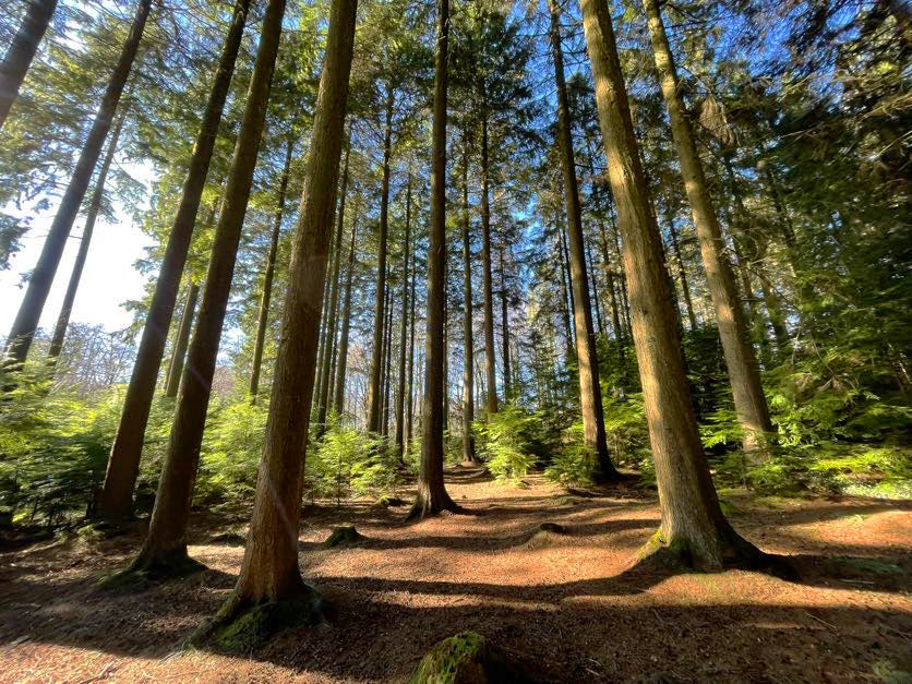 tall woodland trees in devon wood