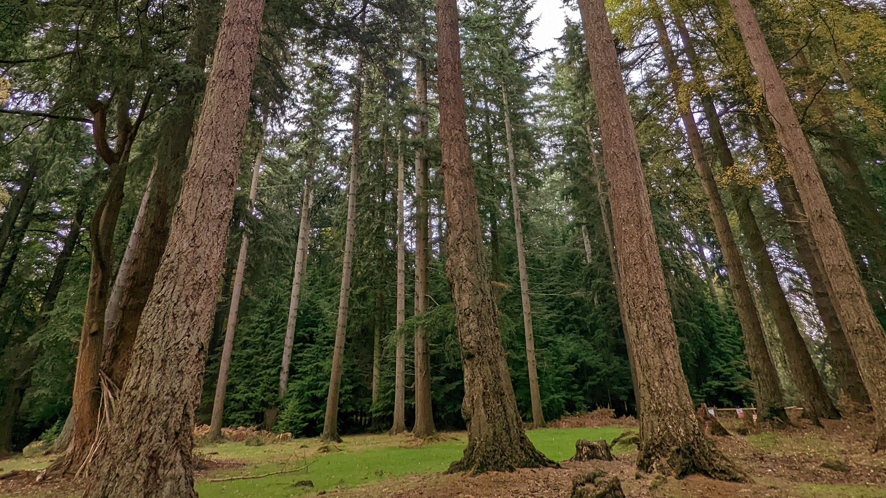 Devon woodland trees