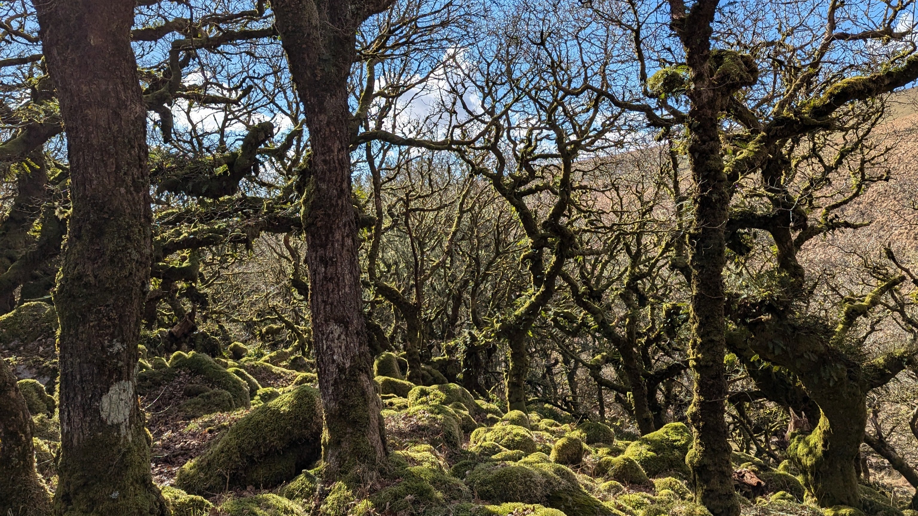 Wistman's woods in dartmoor