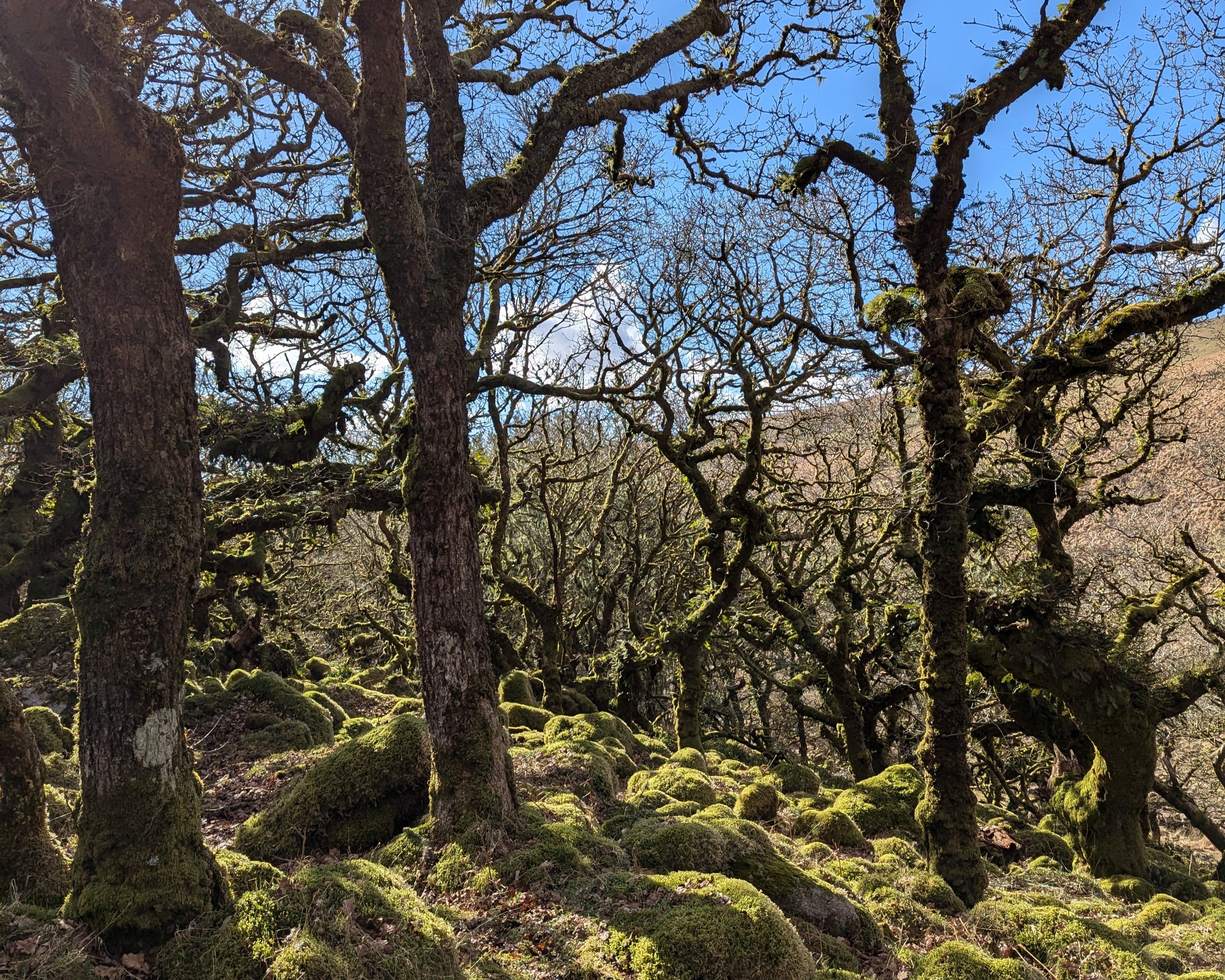 wistmans woods on dartmoor